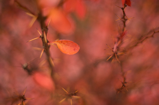 Illustration for article titled Shooting Challenge Fall Leaves Gallery 7